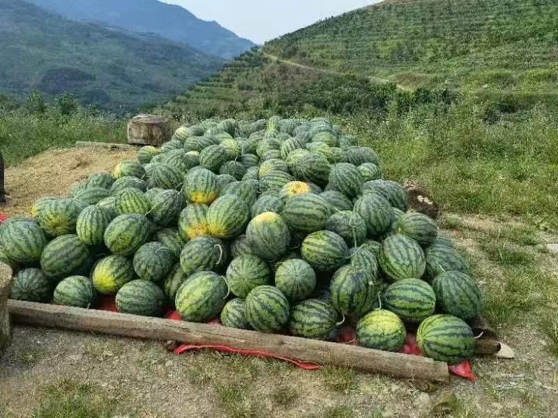 西瓜