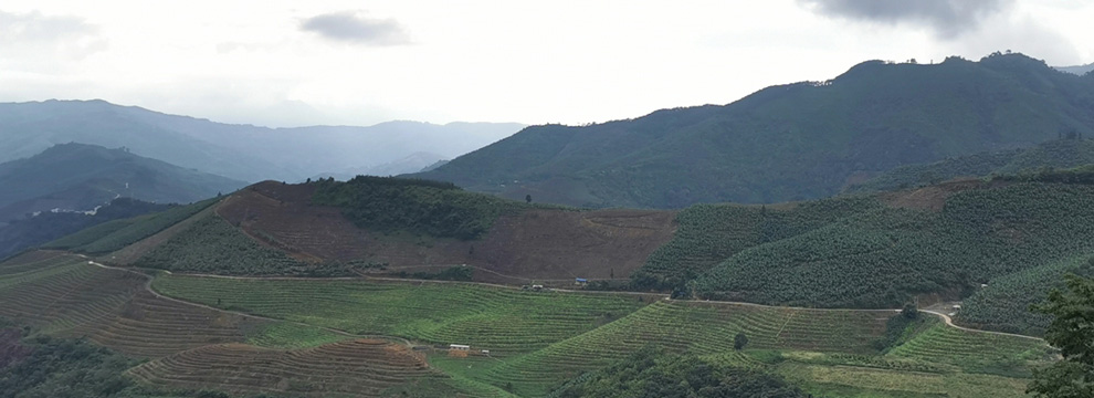 100亩柚子基地