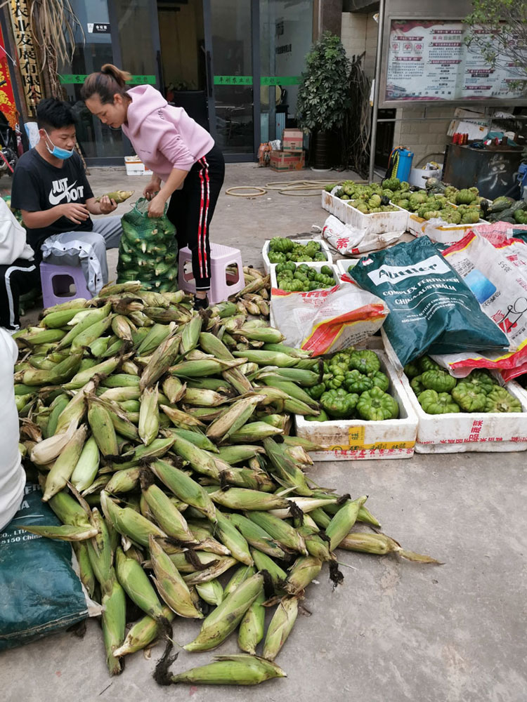 糯玉米